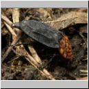 Oiceoptoma thoracica - Rothalsige Silphe 05 13mm.jpg